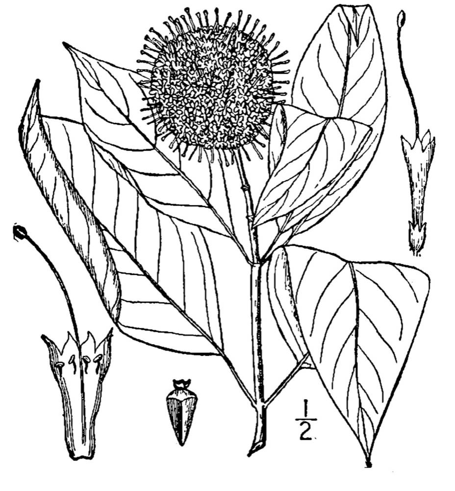USDA-NRCS PLANTS Database / Britton, N.L., and A. Brown. 1913. An illustrated flora of the northern United States, Canada and the British Possessions. 3 vols. Charles Scribner's Sons, New York. Vol. 3: 255.